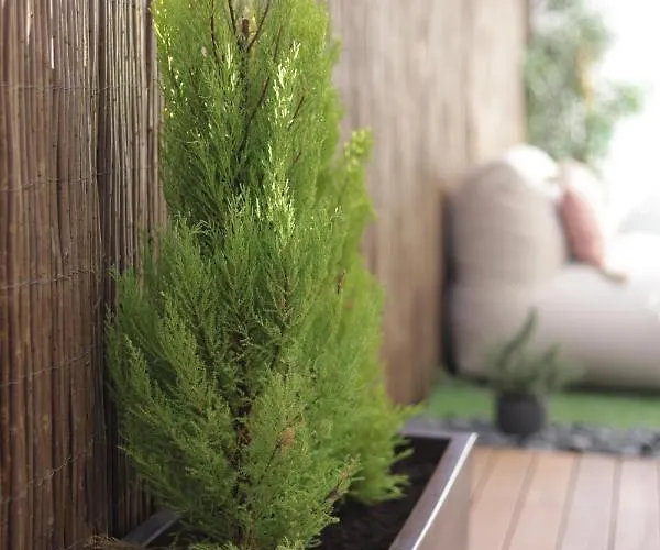 Апартаменты Supertubos Terrace *